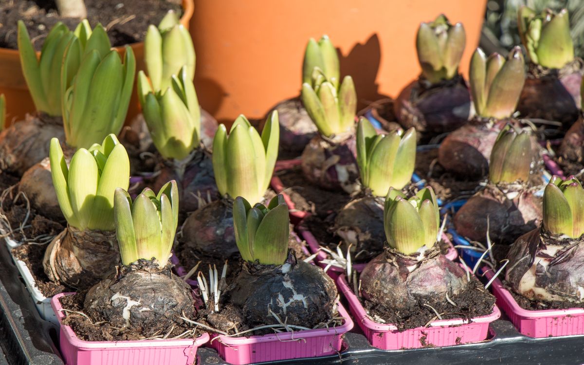 Close-up of tulip bulbs arranged on a sorting tray with handwritten cultivar labels